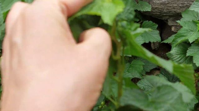 Работы мужа на территории. Швейцария смотреть онлайн