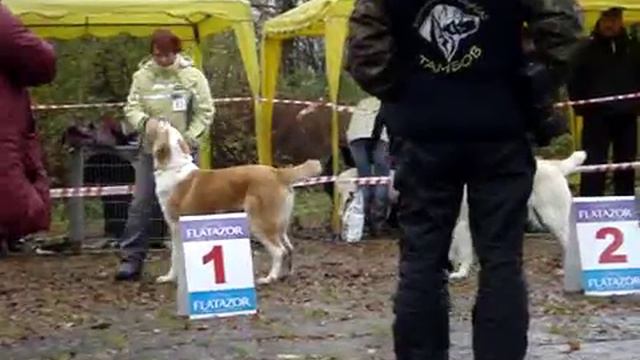 Монопородная выставка САО в г. Александров (13.10.12) смотреть онлайн