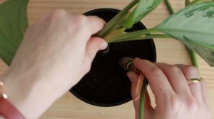 FROM SEVERE ROOT ROT TO THRIVING | Save and rejuvenate Aglaonema Silver Queen | CHINESE EVERGREEN