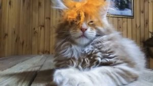 КАК ВЫГЛЯДИТ КОТЕНОК МЕЙН-КУН МАЛЬЧИК В 2 МЕСЯЦА ПИТОМНИК ЕРОФЕЕВ