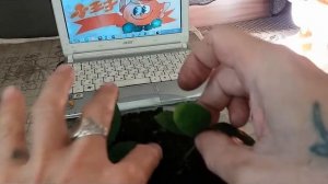 Все об укоренение черенков лаврового листа