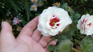 Роза брайдсайд \ Rose Brideside