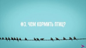 Как и чем ПРАВИЛЬНО кормить птиц? Как делать кормушку? Роль птиц | «Слово и дело»