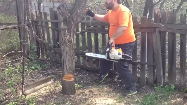 Пилим абрикосу бензопилой stihl ms 180