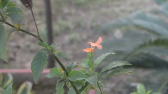 Nikon D3200 - video from 18-55mm lens смотреть онлайн