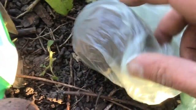 ДЕРЕВЕНСКИЕ ОВОЩИ, ТАК ЛИ ЭКОЛОГИЧНЫ? ПРОВЕРКА НА НИТРАТЫ!! смотреть онлайн