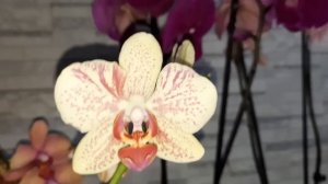 НОВЫЕ ПОКУПКИ ОРХИДЕЙ./02.08.22/