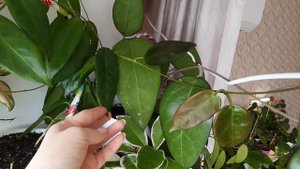 /Хойи.Обзор наших хой/Часть первая/💗🌱