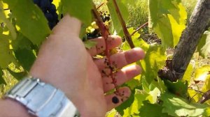 Сахаристость винограда ШЕБА на 7.08.2019 год./ Обзор технического винограда ШЕБА!