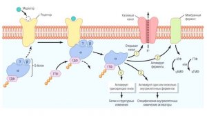 Лекция 16. ЦНС. Нормальная физиология