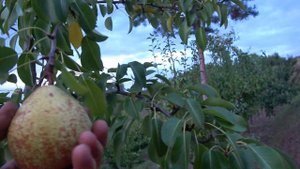 Сорт отличных вкусовых качеств /Груша ГЕНЕРАЛ ЛЕКЛЕРК