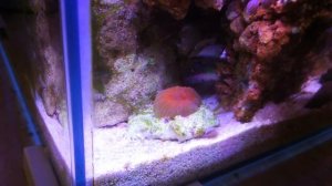 Кормление рыб и кораллов в морском аквариуме