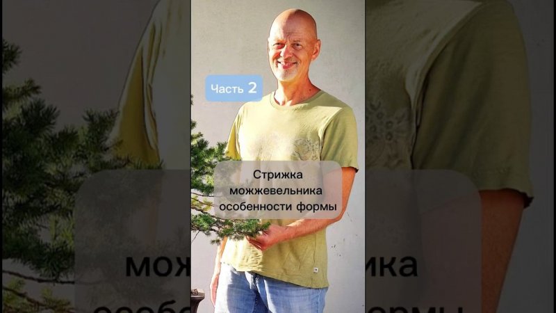 Стрижка можжевельника. Особенности формы. #бонсай #bonsai #ниваки #сад #андрейдарусенков #хвойные