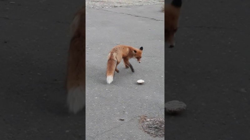 По улицам Бийска вчера прохаживалась дикая лисица