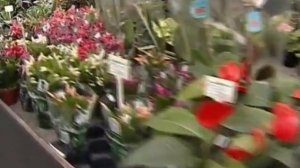 Настоящий хозяин. Клубни георгин, хранения. Сорта и выращивание георгин в горшках.