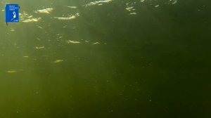 Учимся нырять. Первые шаги. Готовимся к подводной охоте.