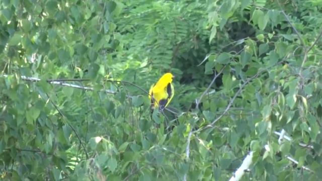 2019.06.06 Иволга смотреть онлайн