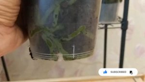 Орхідея фаленопсис Phal. Beautiful Smile - Прекрасна Посмішка