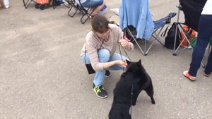 Как приготовить шипперке к выставке / How to prepare schipperke to a dog show