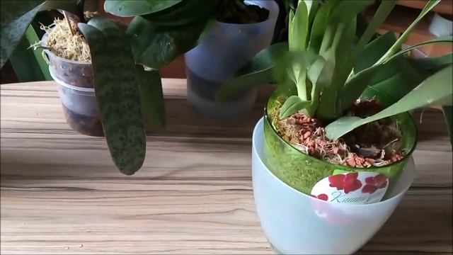 Что такое Серамис? Отвечаю на ваши вопросы. Обзор орхидей ,посаженных в этот грунт. смотреть онлайн