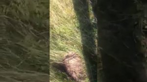 охота на гризли