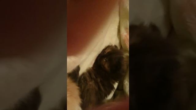 Котята персы спят с открытыми глазами смотреть онлайн