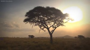 South African Photographer Ventures TOO CLOSE to Lion's Territory