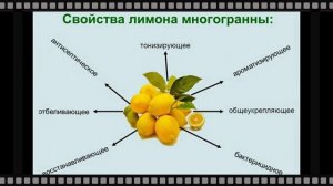 Лимон польза и вред