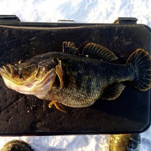 Ловля ЗДОРОВЕННЫХ ротанов зимой. Как я пытался поймать килограммовика. Мои наблюдения.