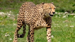 Большие кошки! Львы! Гепарды! Сервал! Леопард! Тигры!