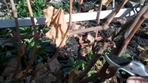 Виноград.Обзор виноградника.Уход за виноградом.Виноградник осенью.Подготовка винограда к зиме