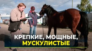 Ученые изучают ямальских лошадей