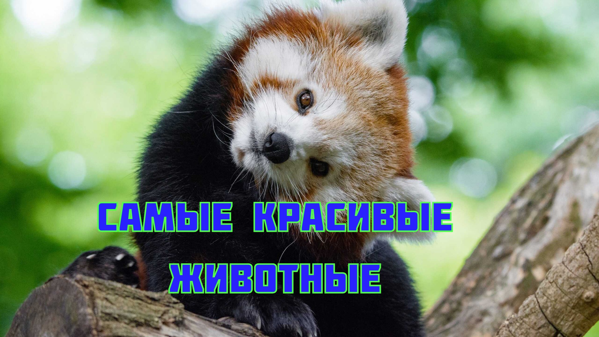 Самые красивые животные земли