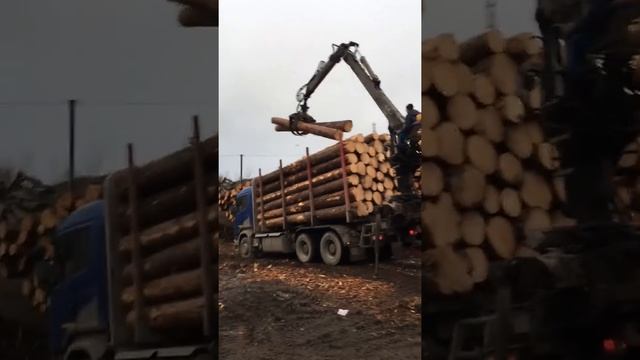 Выгрузка пиловочника на производство