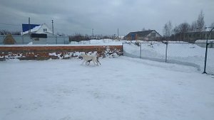 Алабай играет с американской акитой