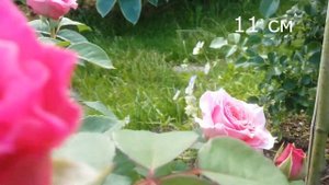 Розы в саду 2020.Eisvogel Айсфогель Цветение и информация.Моя коллекция.