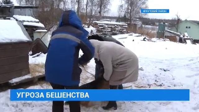 угроза бешенства