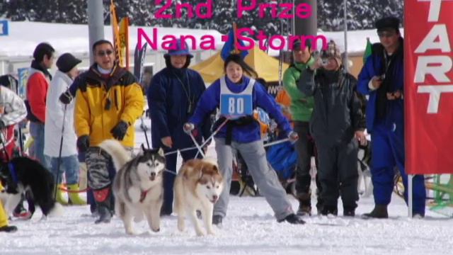 Our team won. Leonberger in Japan. смотреть онлайн