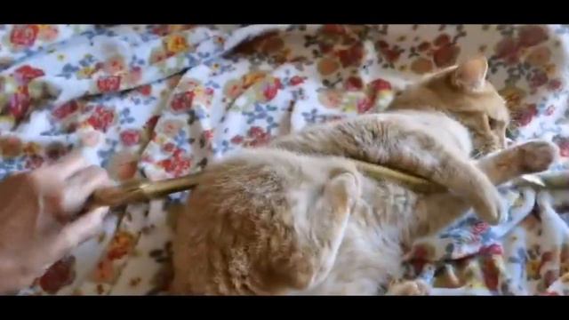 Незадачливый кот: философская песня про влияние цвета шерсти на жизнь  кот Лаки в размышлизмах