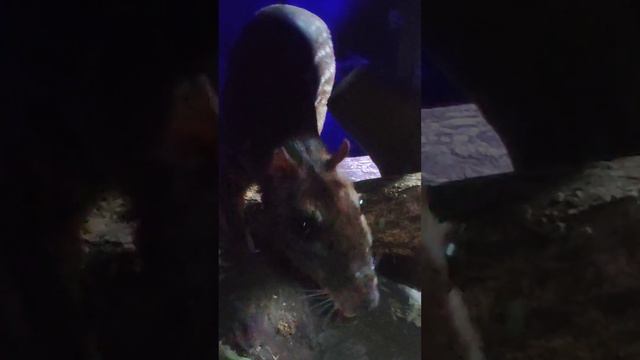 Зоопарк Лимпопо, Нижний Новгород. Животные ночного мира
