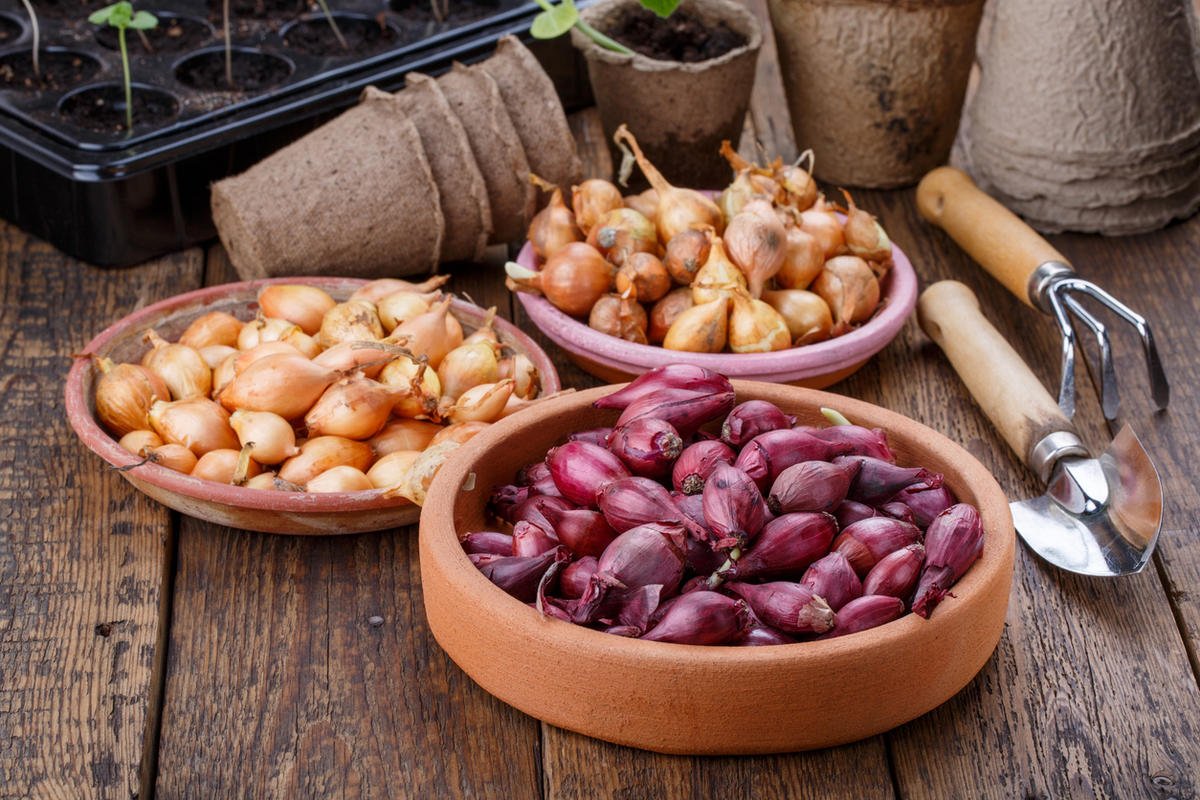 Как выбрать севок правильно, чтобы после выросли крупные, сочные луковицы?