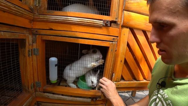 Чем кормить кролика в домашних условиях и сколько это стоит? смотреть онлайн