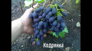 10 ЛУЧШИХ СОРТОВ ВИНОГРАДА.