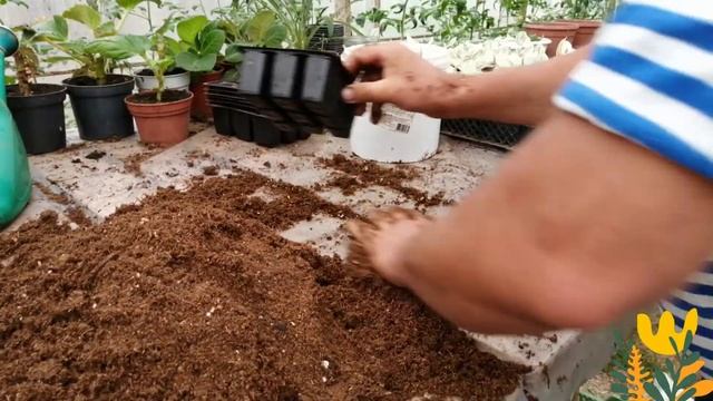 НЕПРИХОТЛИВАЯ ТРАДЕСКАНЦИЯ!РАЗМНОЖЕНИЕ!!