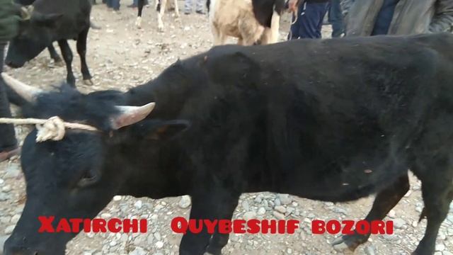 Xatirchi Quybeshif Mol Bozori смотреть онлайн