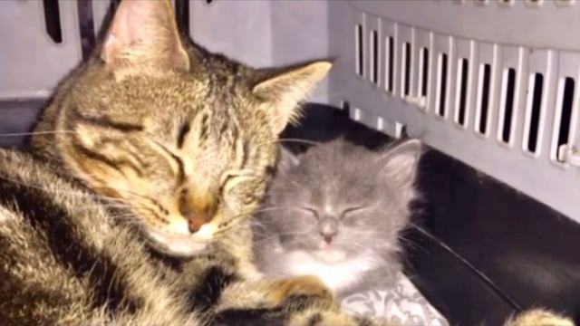 “Не бойся, я всё знаю!” Приютский кот принял бездомного котенка, как родного