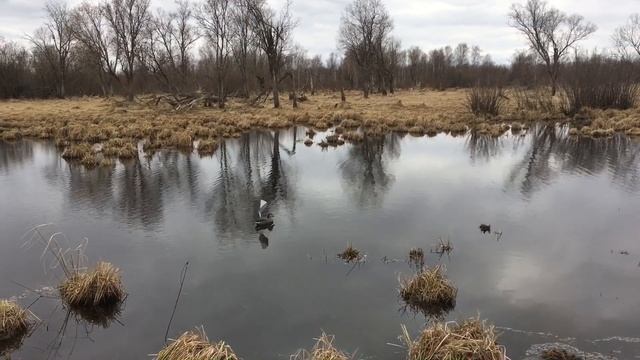 Утиные Чучела-Манчуки Ветряки для Охоты! Оживляют Стаю с помощью Ветра! смотреть онлайн