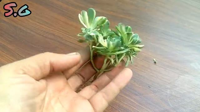 Aeonium castello paivae variegata succulent plant repotting