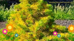 Пихта одноцветная Винтергольд. Краткий обзор, описание характеристик abies concolor Wintergold