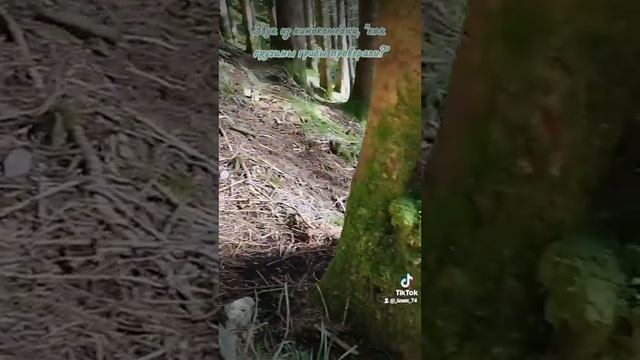 Это съедобные опята или ложные? Добавляем комментарии....